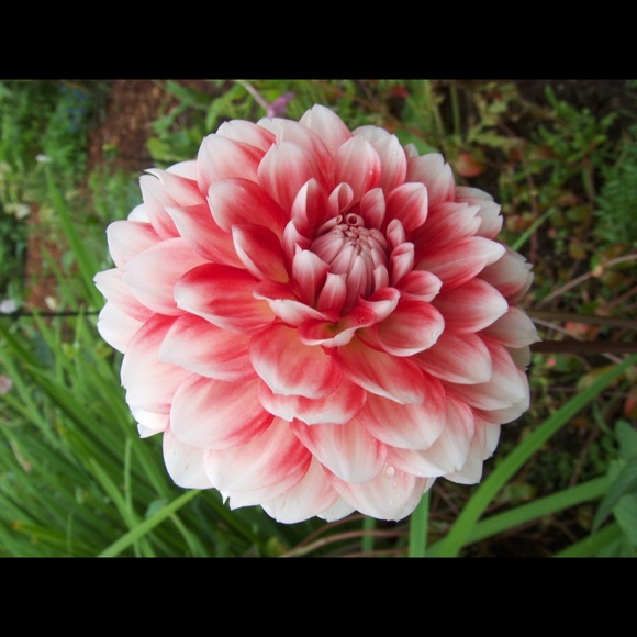 Meet your Posher, Tracy - Picture 1 of 1